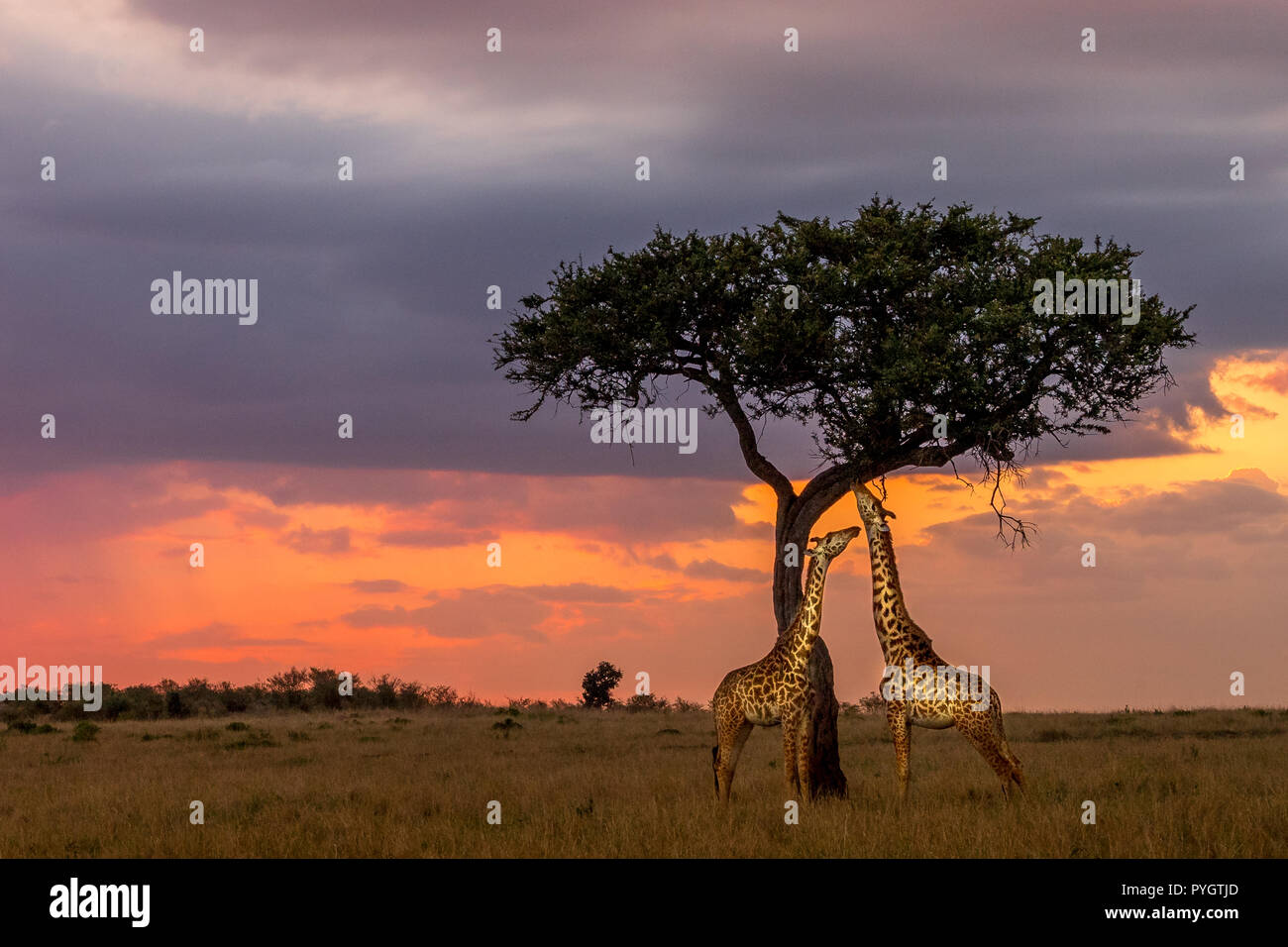 Dieses Bild von der Giraffe ist in der Masai Mara in Kenia. Stockfoto