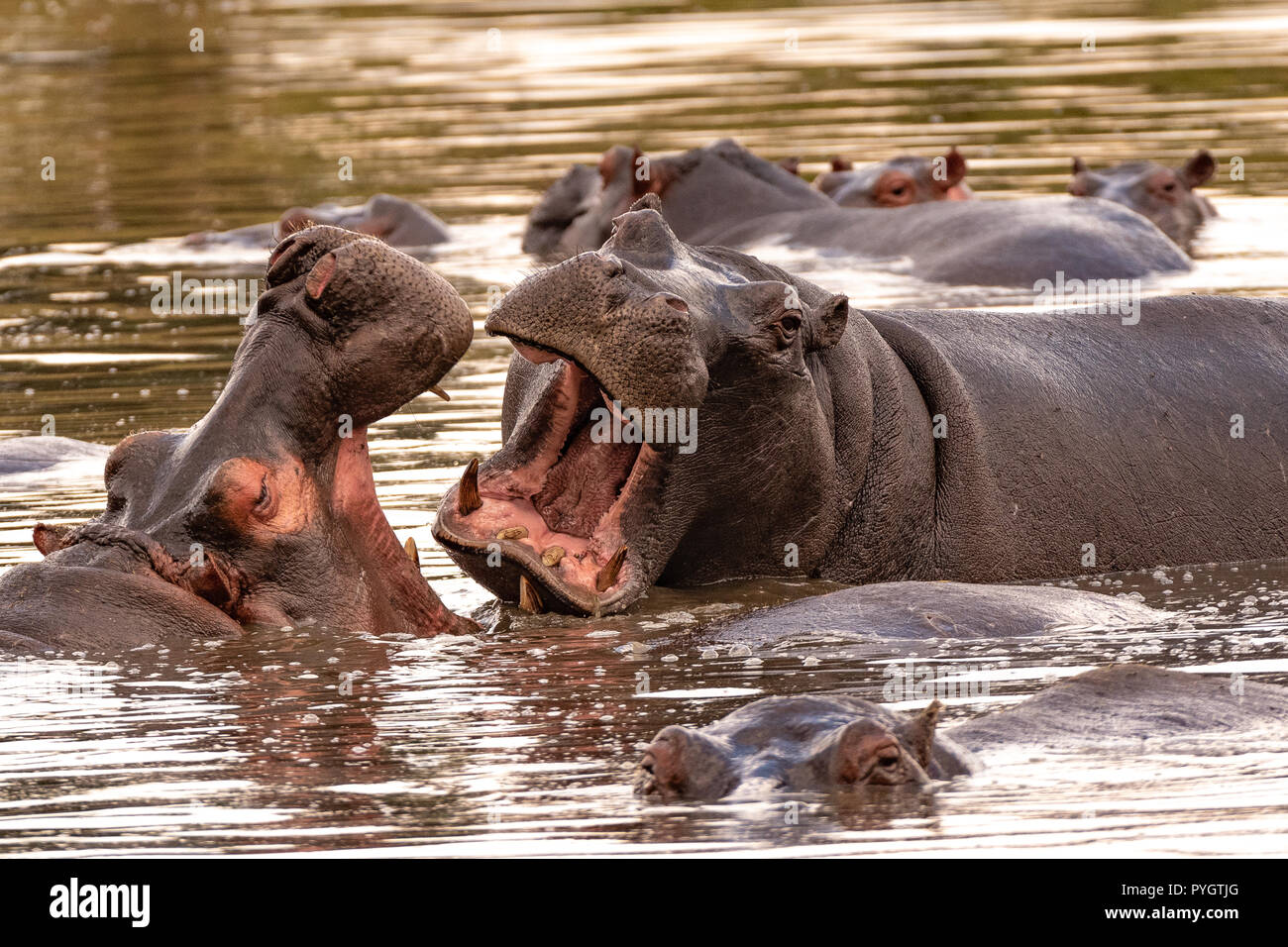 Dieses Bild von Nilpferd ist in der Masai Mara in Kenia. Stockfoto