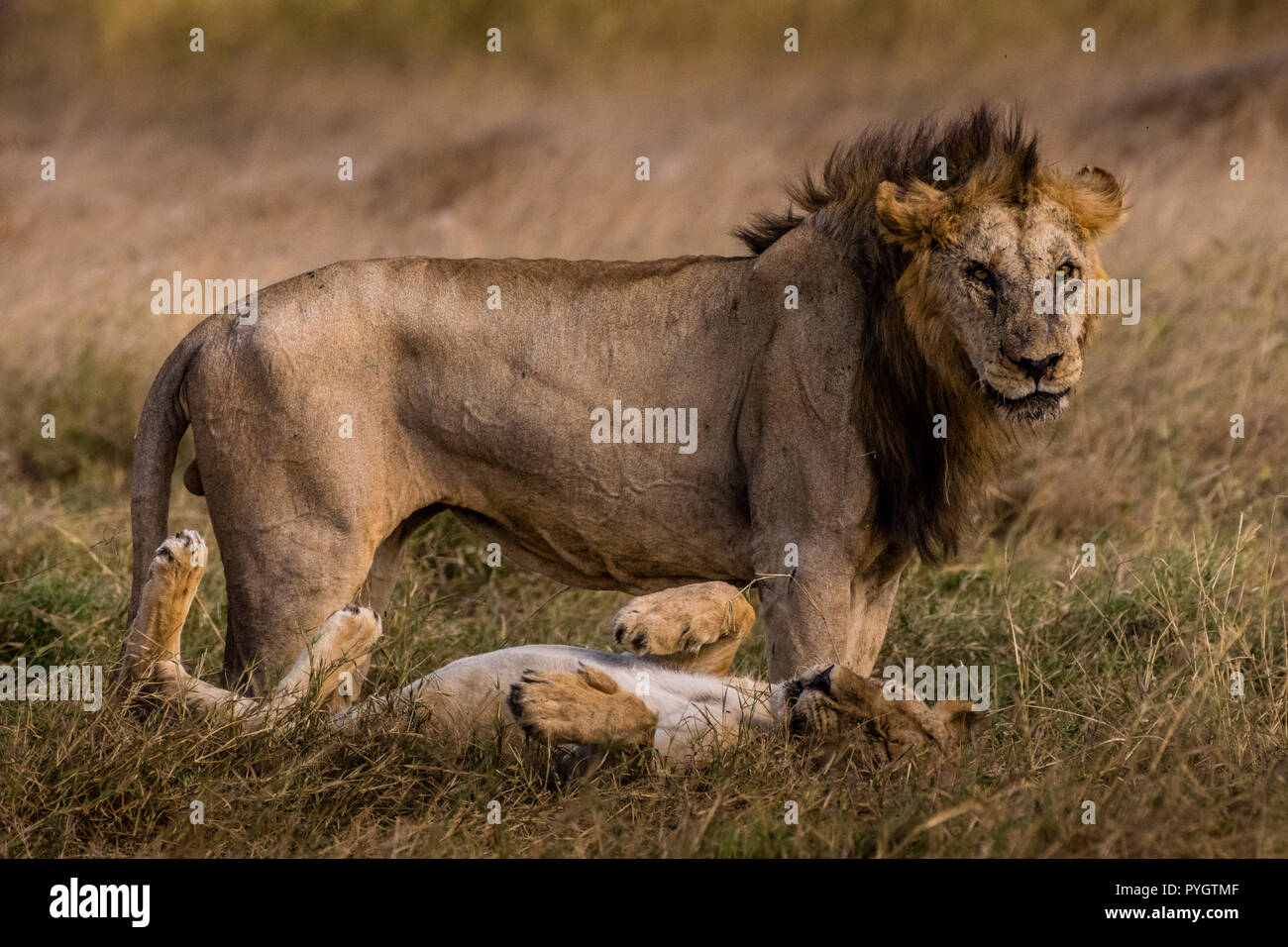 Dieses Bild von Lion mating ist in der Amboseli in Kenia. Stockfoto