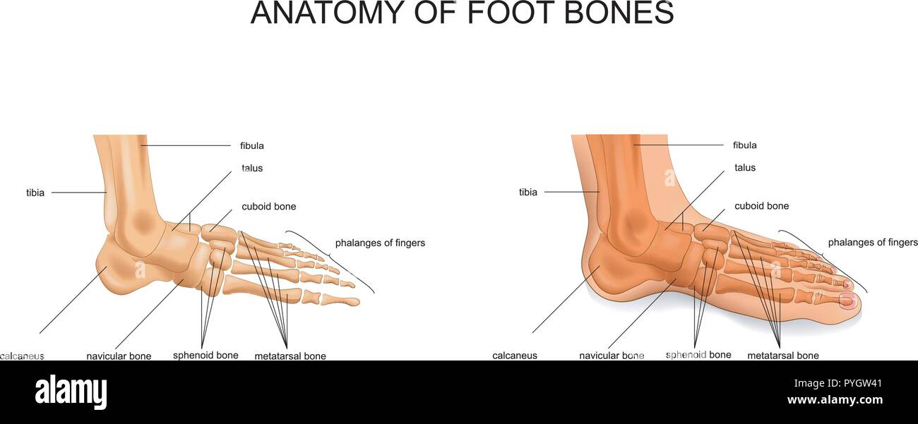 Vector Abbildung der Anatomie des Fußes Knochen Stock Vektor