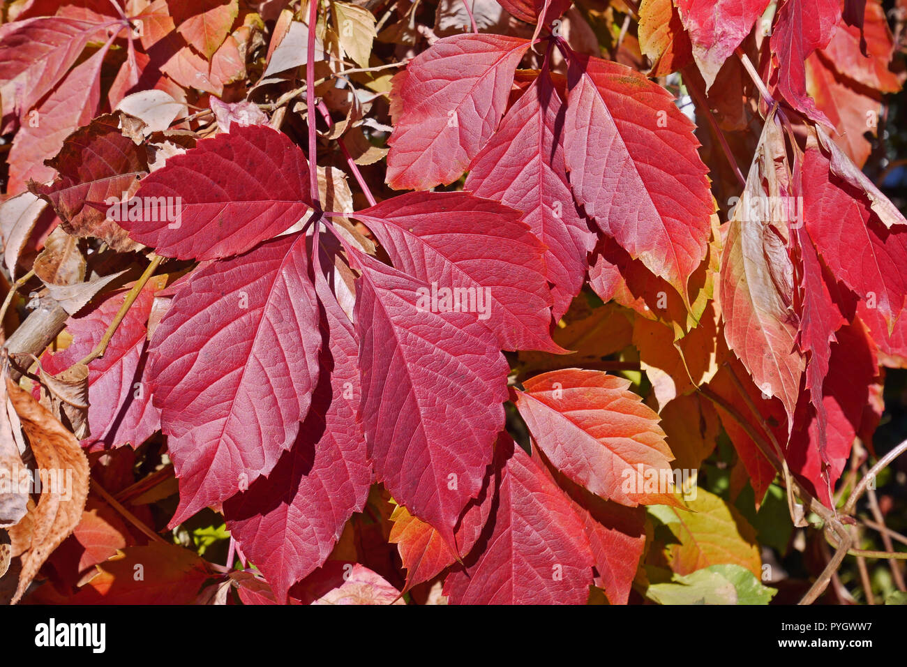 Helle rote Blätter von fünf-leaved Virginia Creeper (parthenocissus Subtomentosa) im Herbst Saison, close-up Stockfoto