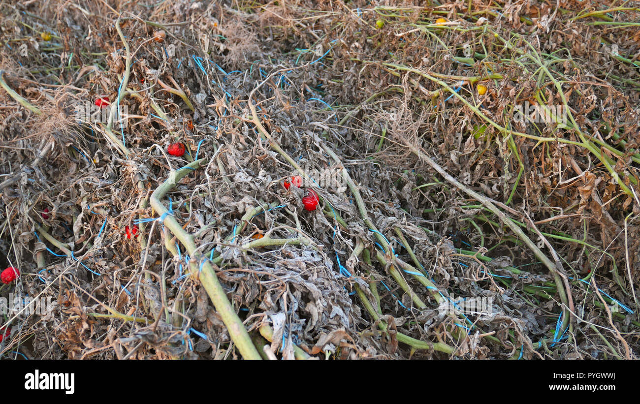 Getrocknete Tomaten Pflanzen nach der Ernte verdorben mit Schäden von Früchten und Garn für Binden im Herbst Saison Stockfoto