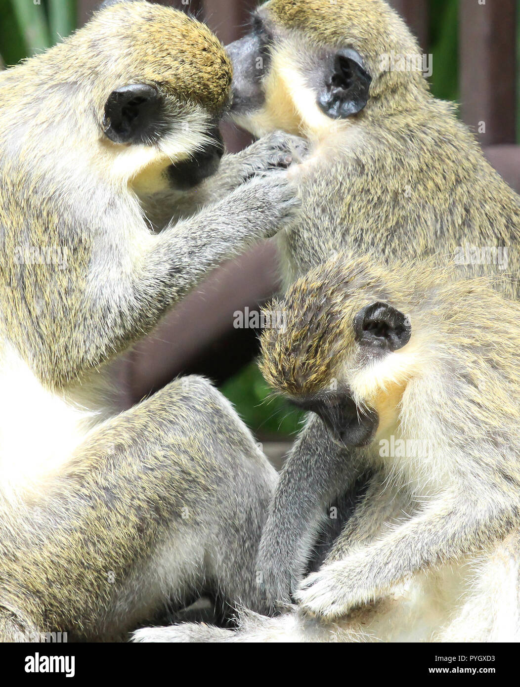 Grüne Meerkatze (Chlorocebus pygerythrus), ape-de-Flucht, Gambia Stockfoto