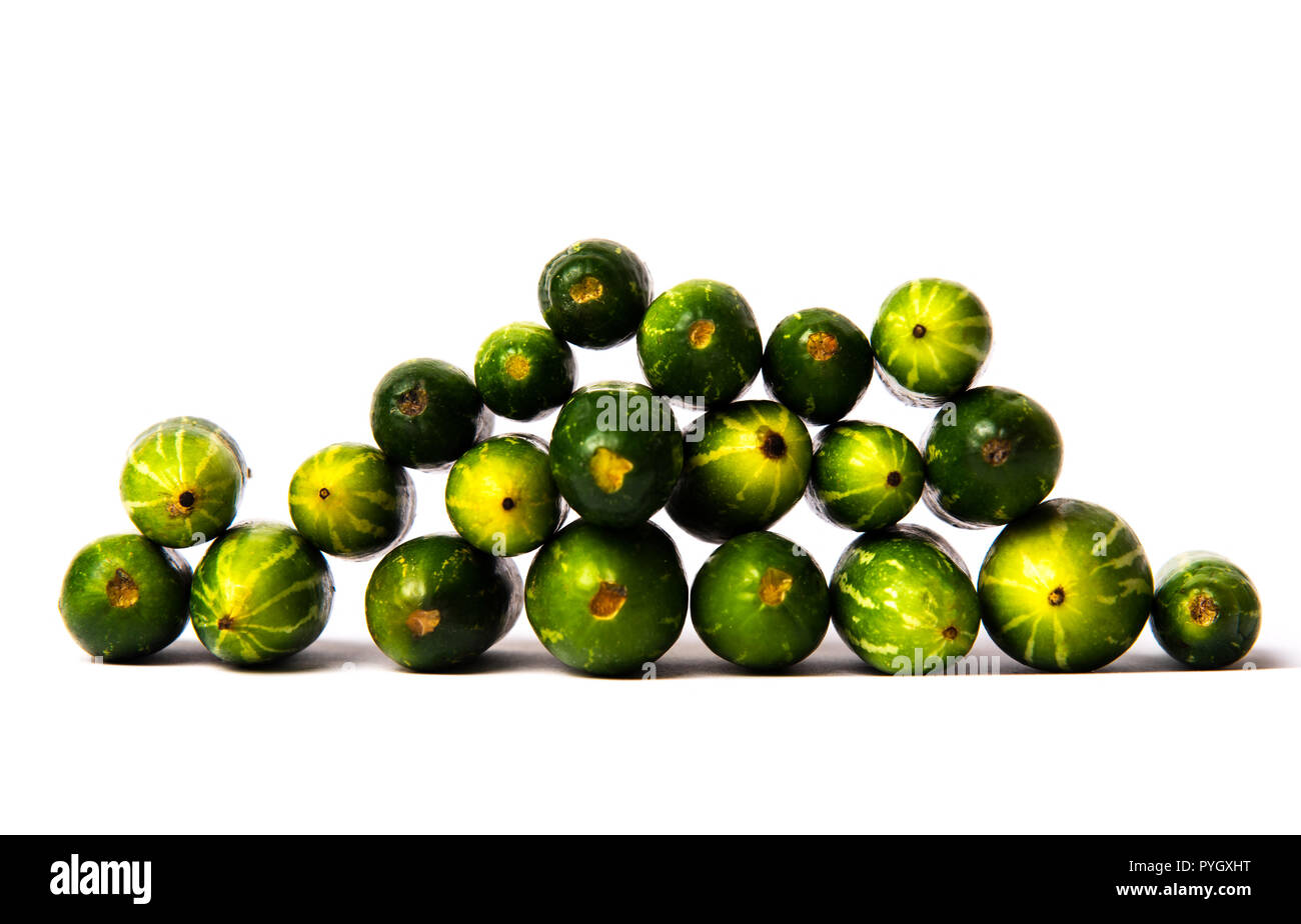 Pointed Kürbis Gemüse auf weißem Hintergrund Stockfoto