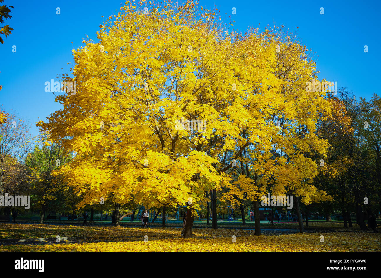 Herbst herbstliche Landschaft, Park mit Bäumen, Feld, Himmel Stockfoto