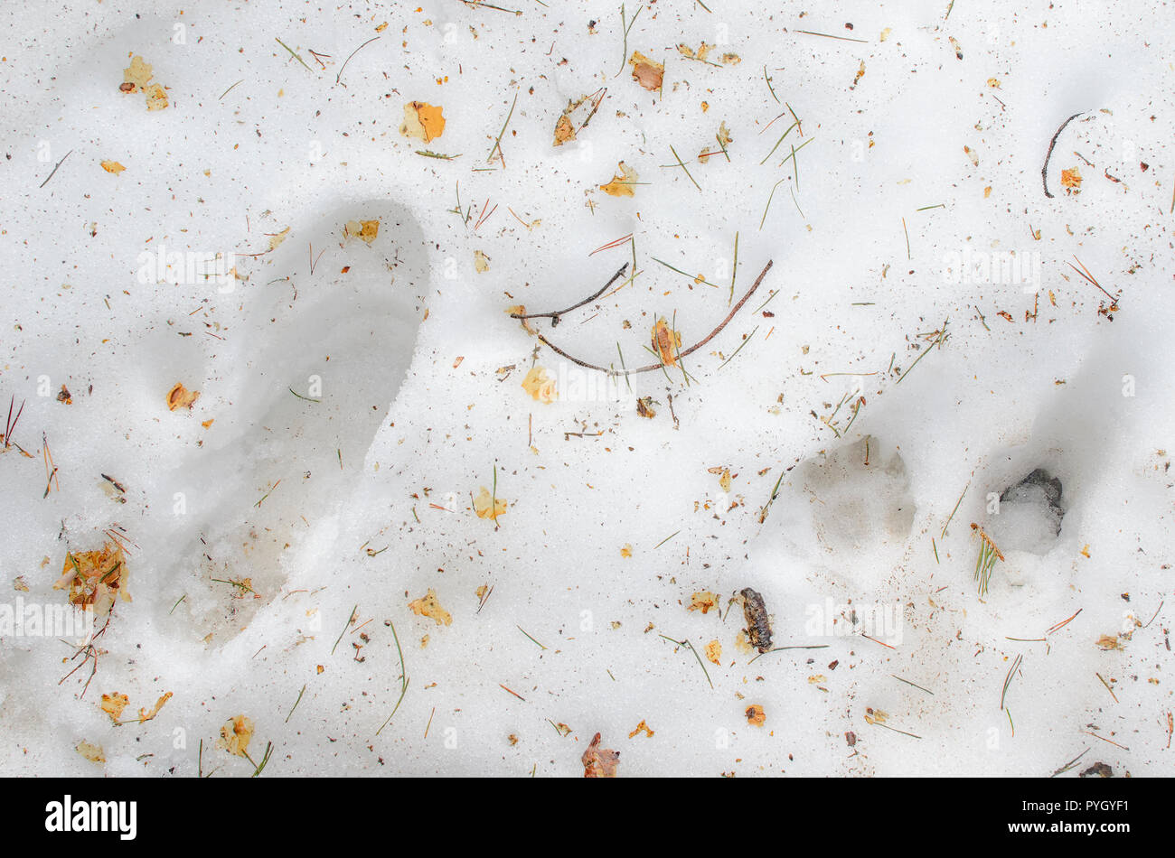 Szene von einem winterlichen Tag. Spuren von Hunden und Menschen. Einige Reste von Pine Tree Branches und trocken gelbe Blätter der anderen Bäume, über frischen Schnee. Stockfoto