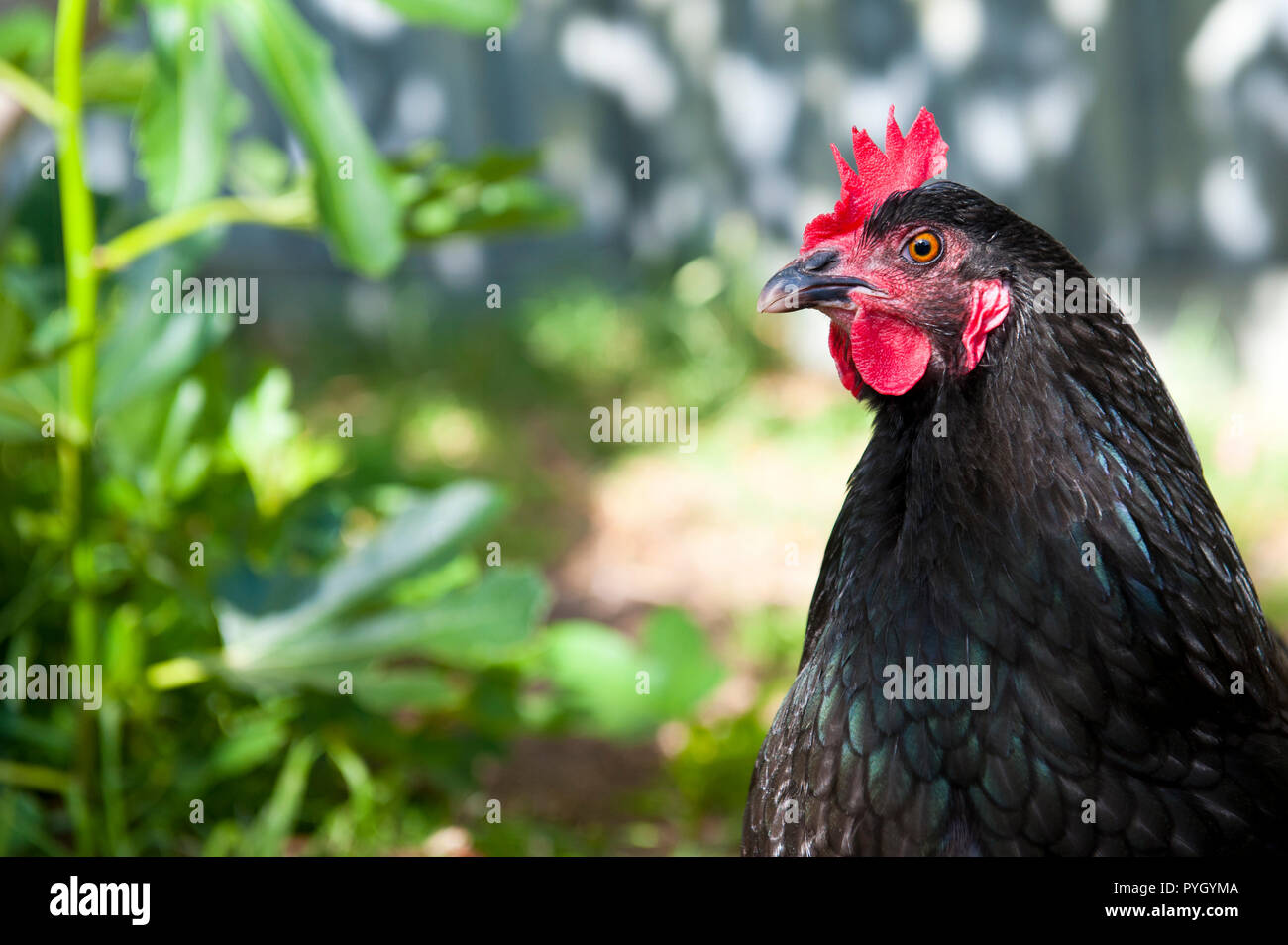 Australorp schwarze Henne mit rotem Kamm in heimischen Hinterhof, Kopf hoch. Beliebte Rasse aufgrund der freundlichen Natur und hervorragende ei Schichten Stockfoto