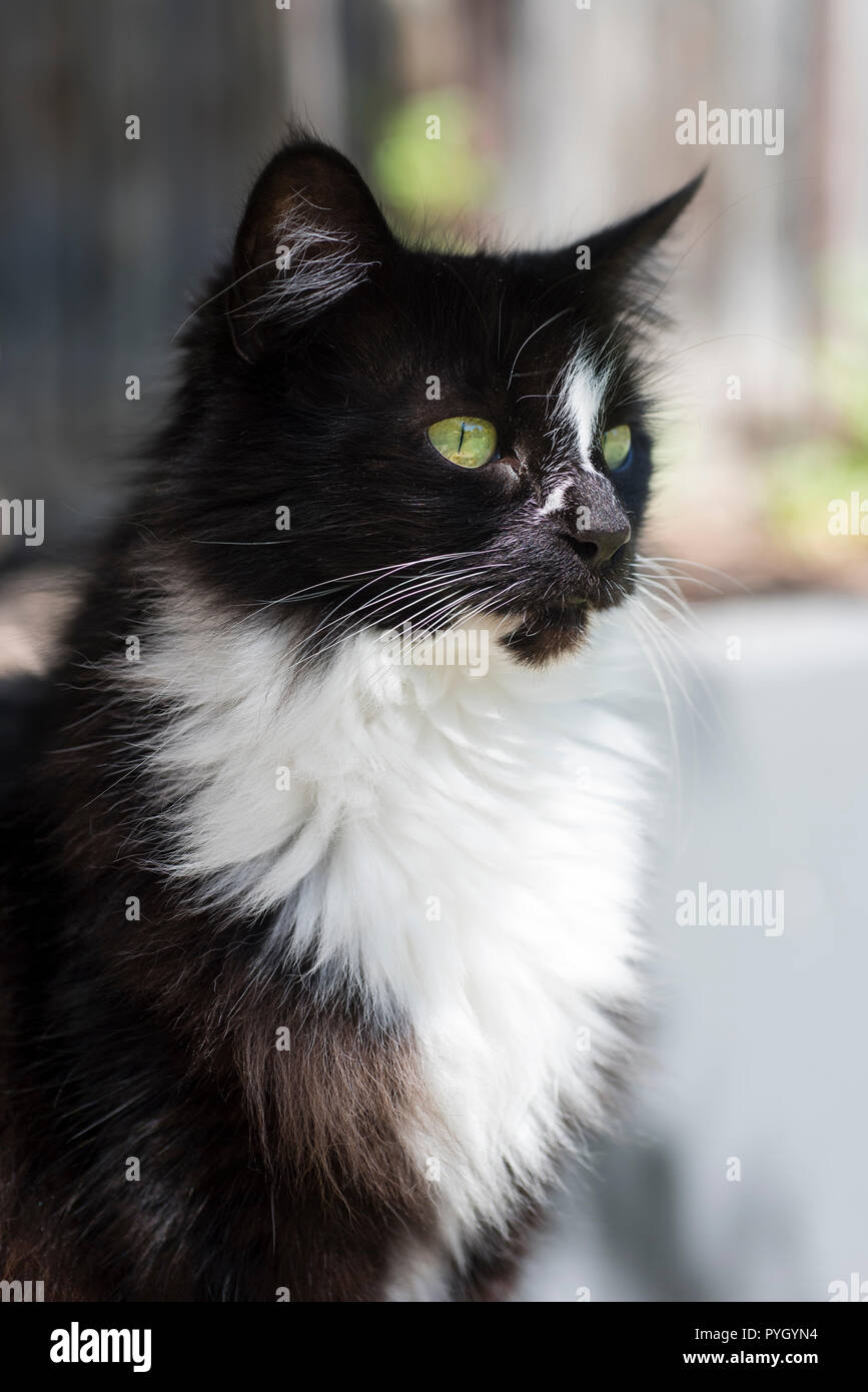 Schwarze und weiße Katze mit grünen Augen, Porträt Stockfoto
