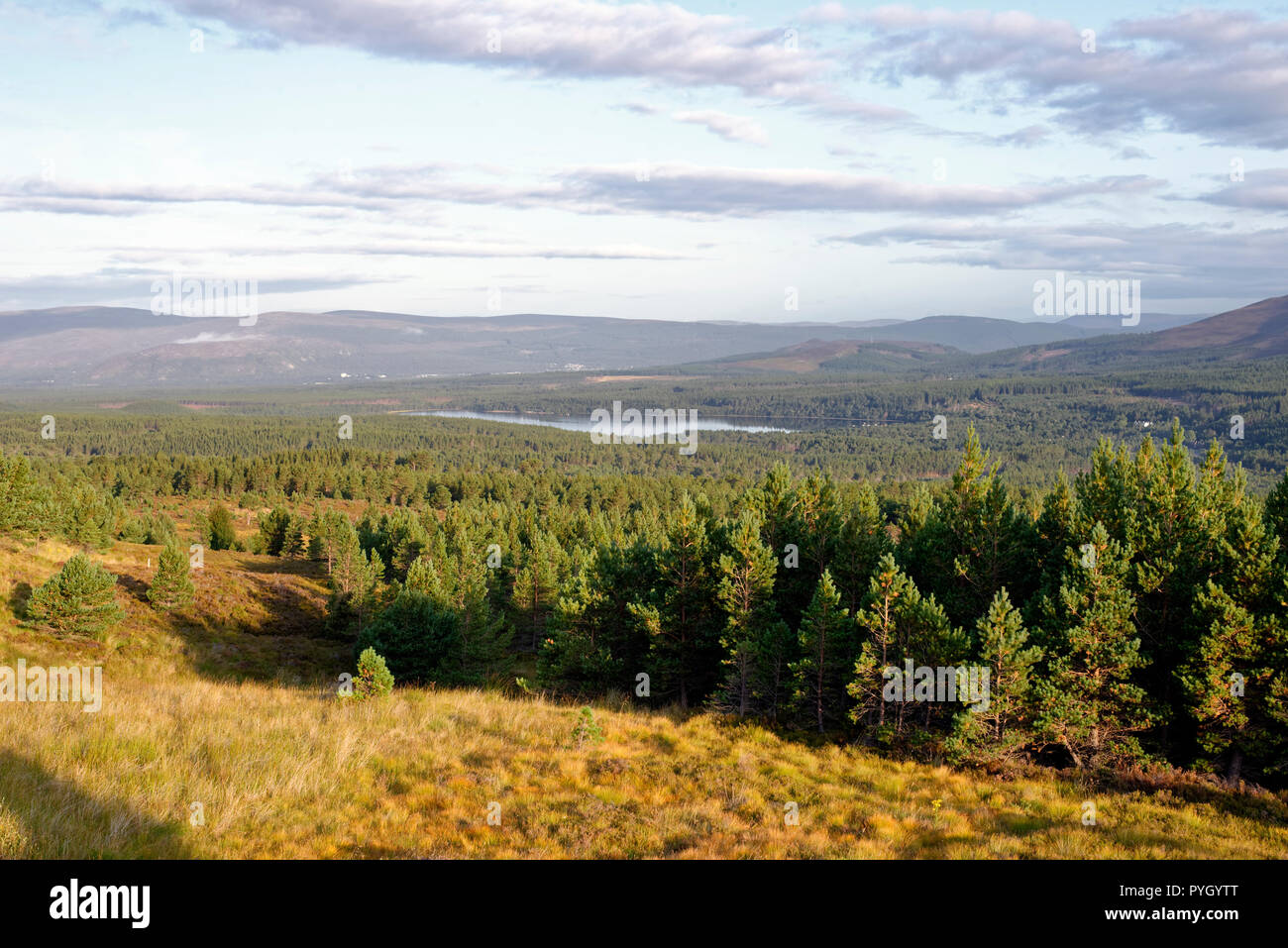 Loch Morlich & Glen mehr Rothiemurchus Wald, Cairngorms, Schottland Stockfoto