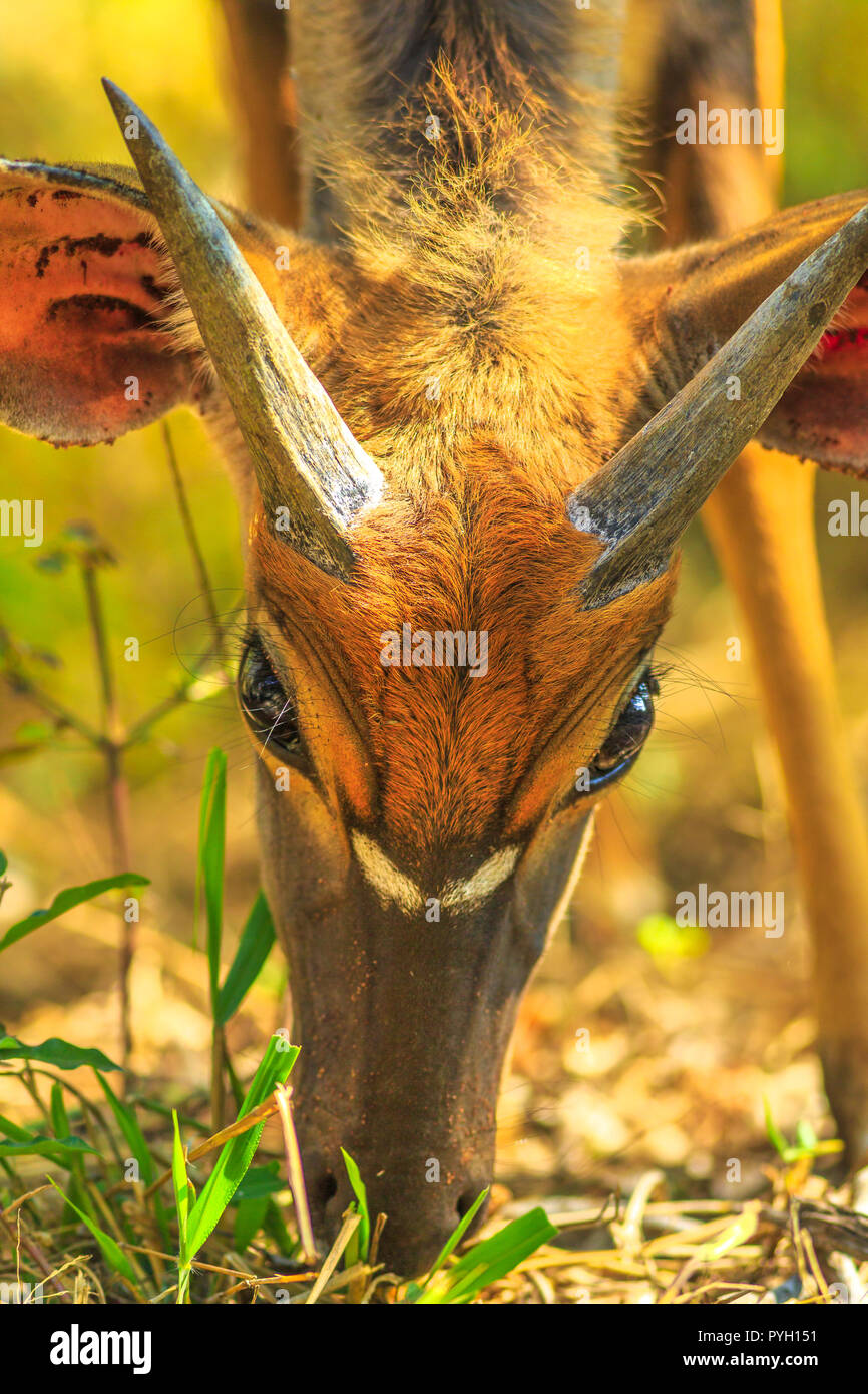 Details der junge männliche Nyala, ein antilopenarten, Essen in Grünland, Tembe Elephant Park, Südafrika. Game Drive Safari. Tragelaphus Angasii Arten. Vorderansicht. Vertikale erschossen. Stockfoto