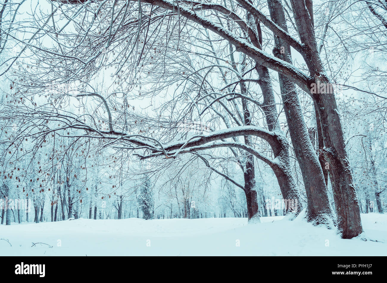 Winterlandschaft mit Schnee - Wunderland Winter Forest Grove mit Schneefall im Winter. Schneereiche Winter Szene Stockfoto