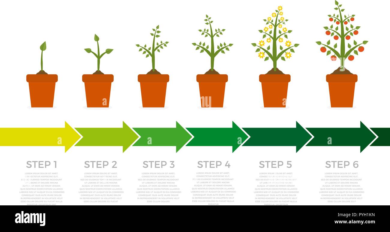 Vektor Infografik von Pflanzenwachstum. Mit grünen Blättern und roten Früchten. Abbildung: Anpflanzung von Gemüse auf weißem Hintergrund. Stock Vektor