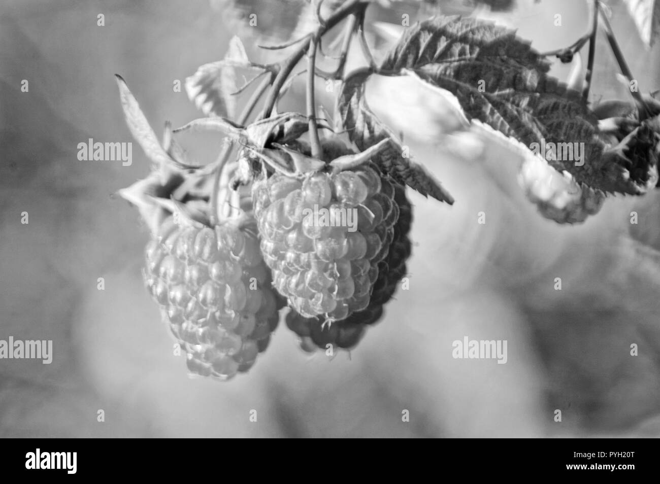 Himbeere gewöhnliche (lat. Rúbus idáeus) - Strauch; Arten der Gattung Rubus aus der Familie Rosa (Rosaceae), berry Stockfoto