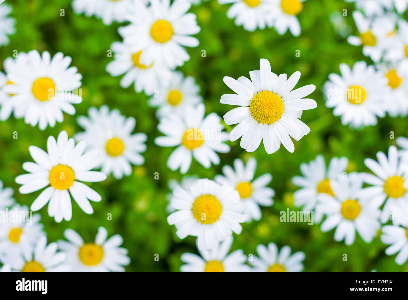 Frühling Wiese mit Blumen Margerite (Leucanthemum Vulgare), Schwäbische  Alb, Baden-Württemberg, Deutschland, Europa Stockfotografie - Alamy
