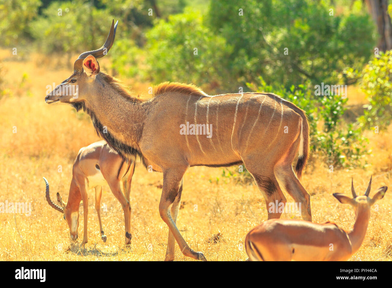 Seitenansicht des Kudus Familie mit Baby, eine Antilopenarten, in Buschland stehend, Krüger Nationalpark, Südafrika. Game Drive Safari. Abendlicht. Tragelaphus Strepsiceros Arten. Stockfoto