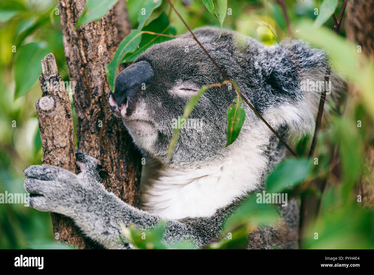 Koala schlafen Stockfoto