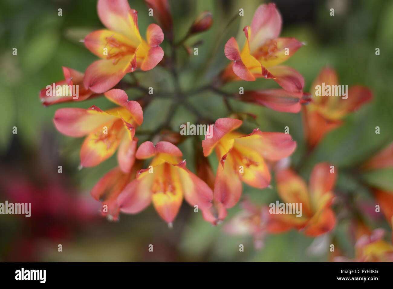 Blumen von Indien im Frühjahr Stockfoto