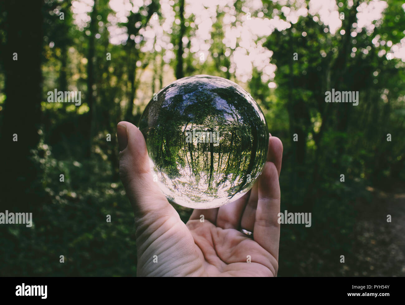 Crystal fotografie Ball gegen einen Wald Szene gehalten - Landschaft Stockfoto