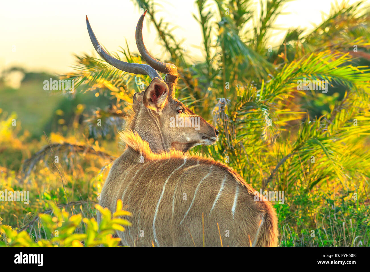 Kudus wissen auch als Spirale gehörnten Antilope im iSimangaliso Wetland Park bei Sonnenuntergang, Südafrika. Tragelaphus Strepsiceros Arten. Stockfoto
