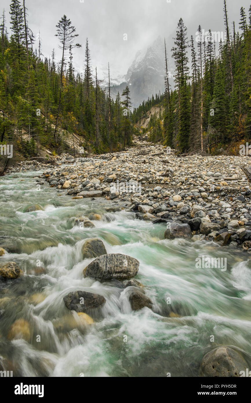 Kopfsteinpflaster im Stream, Yoho NP, British Columbia, Kanada, von Bruce Montagne/Dembinsky Foto Assoc Stockfoto