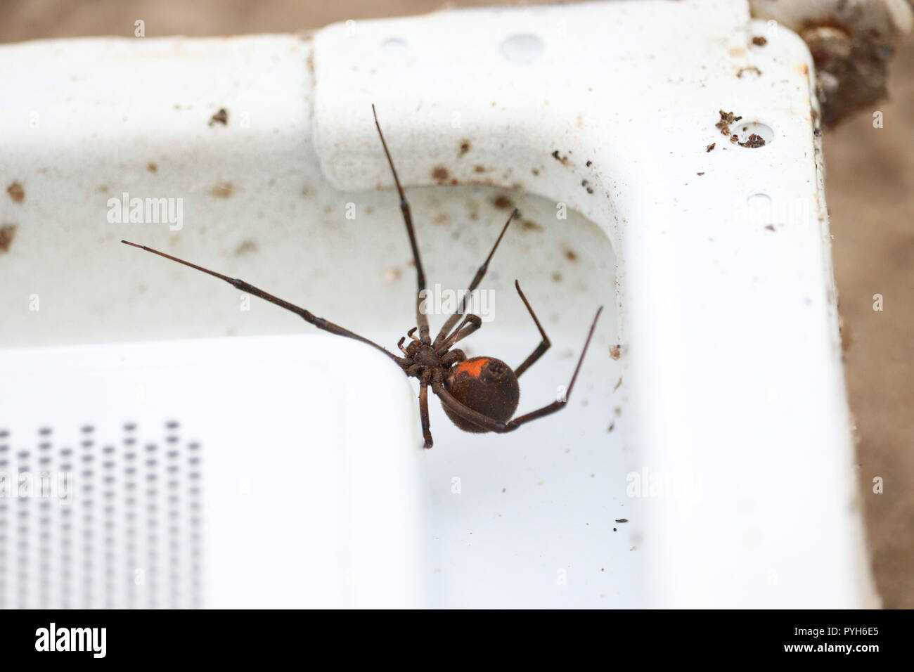 Schwarze Witwe Spinne Stockfoto