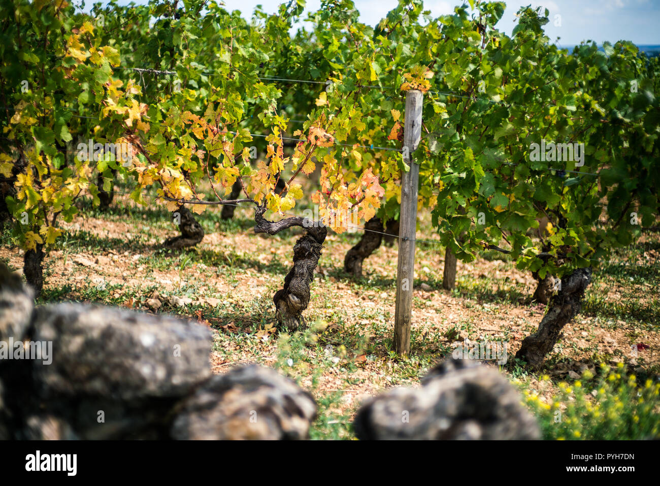 Weinberg in der Nähe von Beaune, Burgund, Frankreich, Europa. Stockfoto