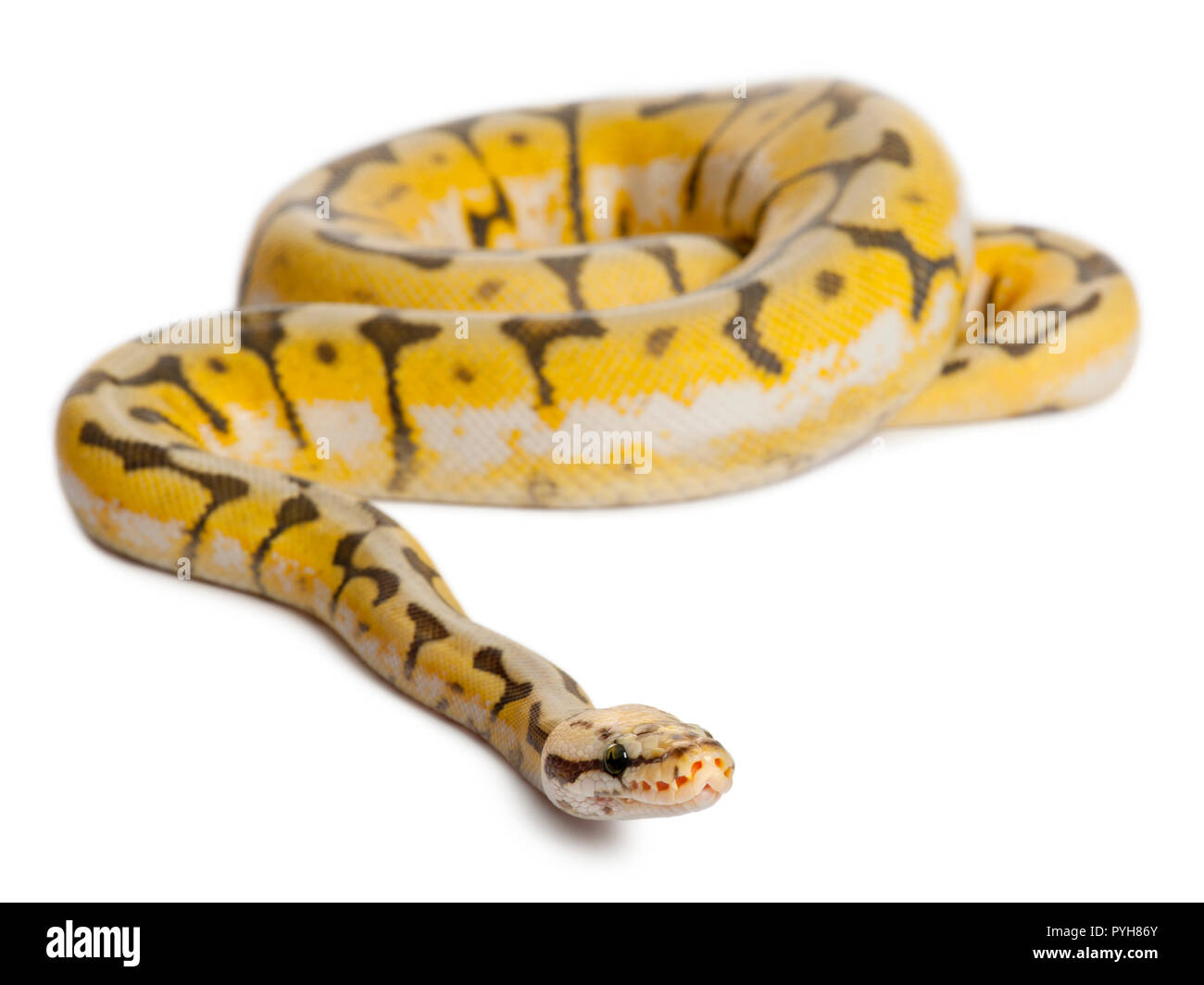 Weibliche Killerbiene Royal python, ball Python, Python regius, 1 Jahr alt, vor weißem Hintergrund Stockfoto