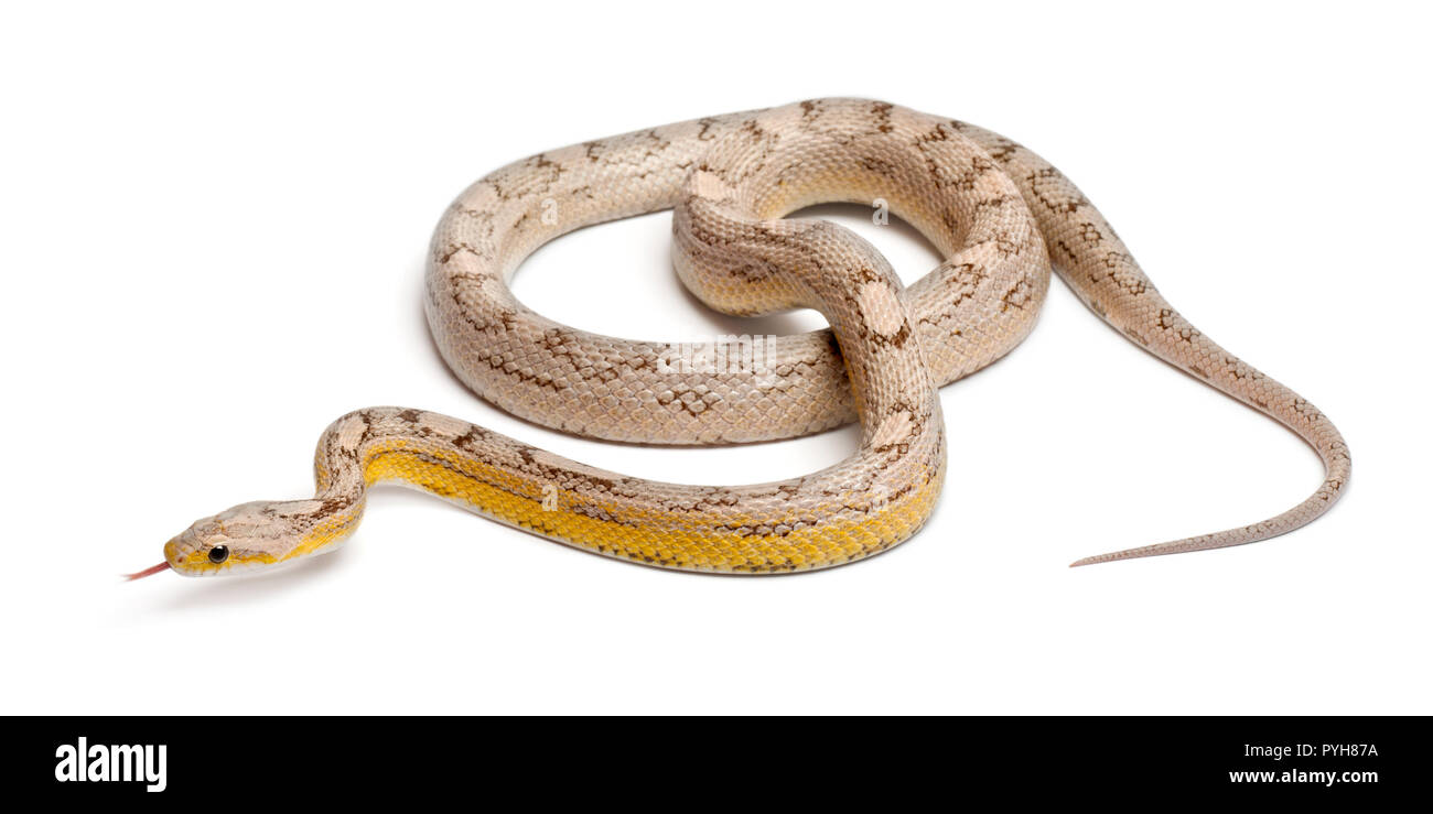 Ghost mothley Corn Snake oder Rote Ratte Schlange, Pantherophis guttatus, vor weißem Hintergrund Stockfoto