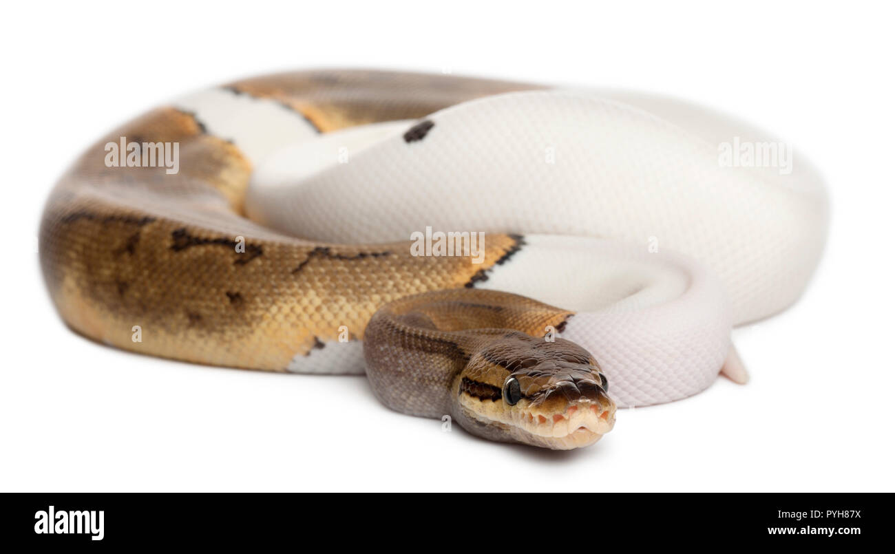 Weibliche Nadelstreifen Pied Royal python, ball Python, Python regius, 14 Monate alt, vor weißem Hintergrund Stockfoto