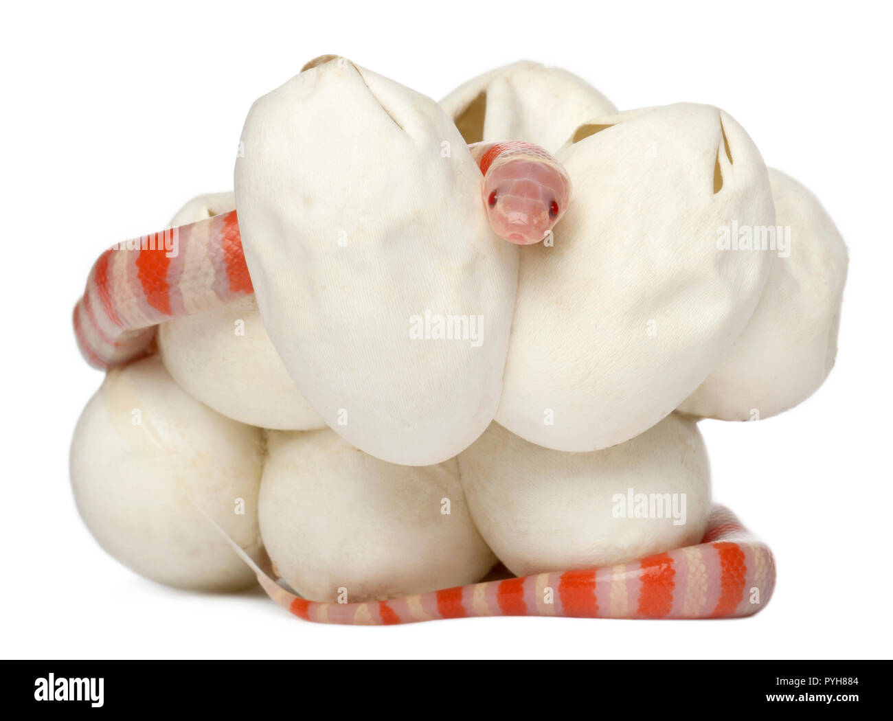Hypomelanistische Milch Schlange oder Milksnake, Lampropeltis Triangulum Hondurensis, 18 Minuten alt, vor weißem Hintergrund Stockfoto