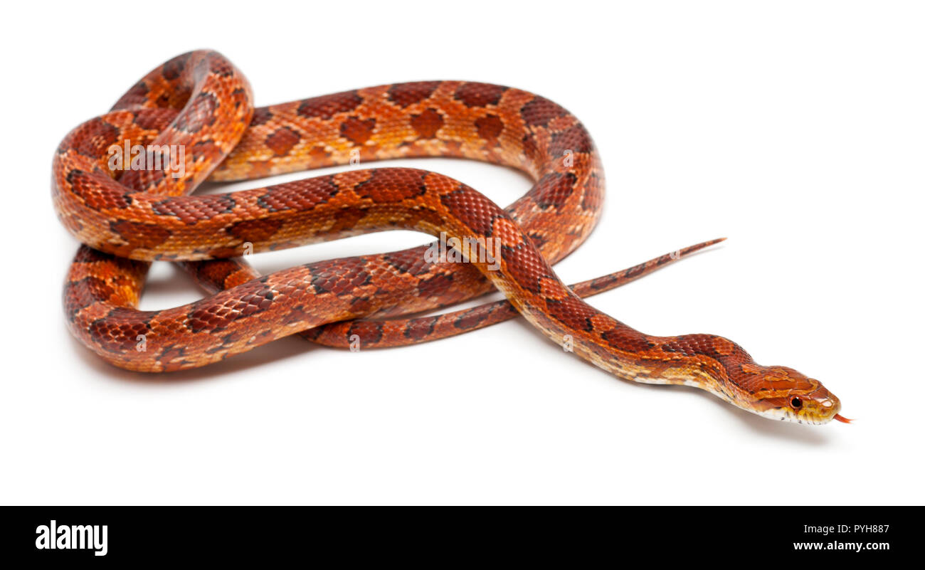 Klassische Corn Snake oder Rote Ratte Schlange, Pantherophis guttatus, vor weißem Hintergrund Stockfoto