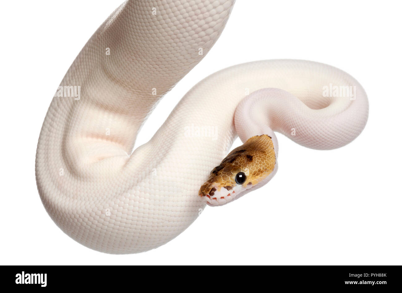 Weibliche Pied Spider Royal python, ball Python, Python regius, 18 Monate alt, vor weißem Hintergrund Stockfoto