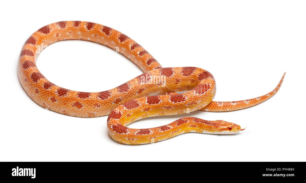 Okeetee albinos Corn Snake, rote Ratte Schlange, Pantherophis guttatus, vor weißem Hintergrund Stockfoto