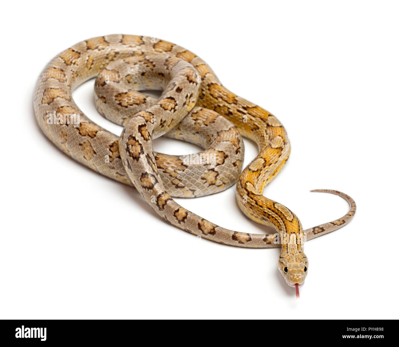 Amber Corn Snake, Pantherophis guttatus, vor weißem Hintergrund Stockfoto