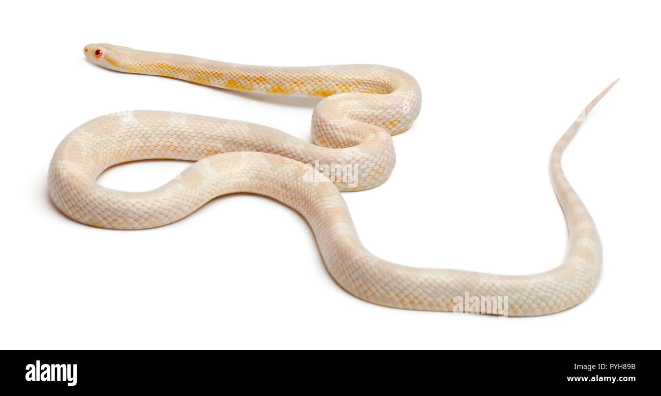 Schnee Corn Snake oder Rote Ratte Schlange, Pantherophis guttatus, vor weißem Hintergrund Stockfoto