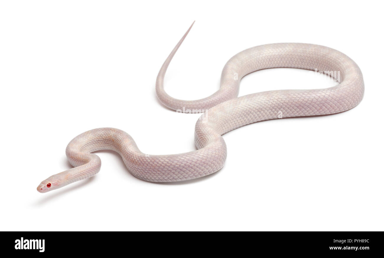 Opale Corn Snake oder Rote Ratte Schlange, Pantherophis guttatus, vor weißem Hintergrund Stockfoto