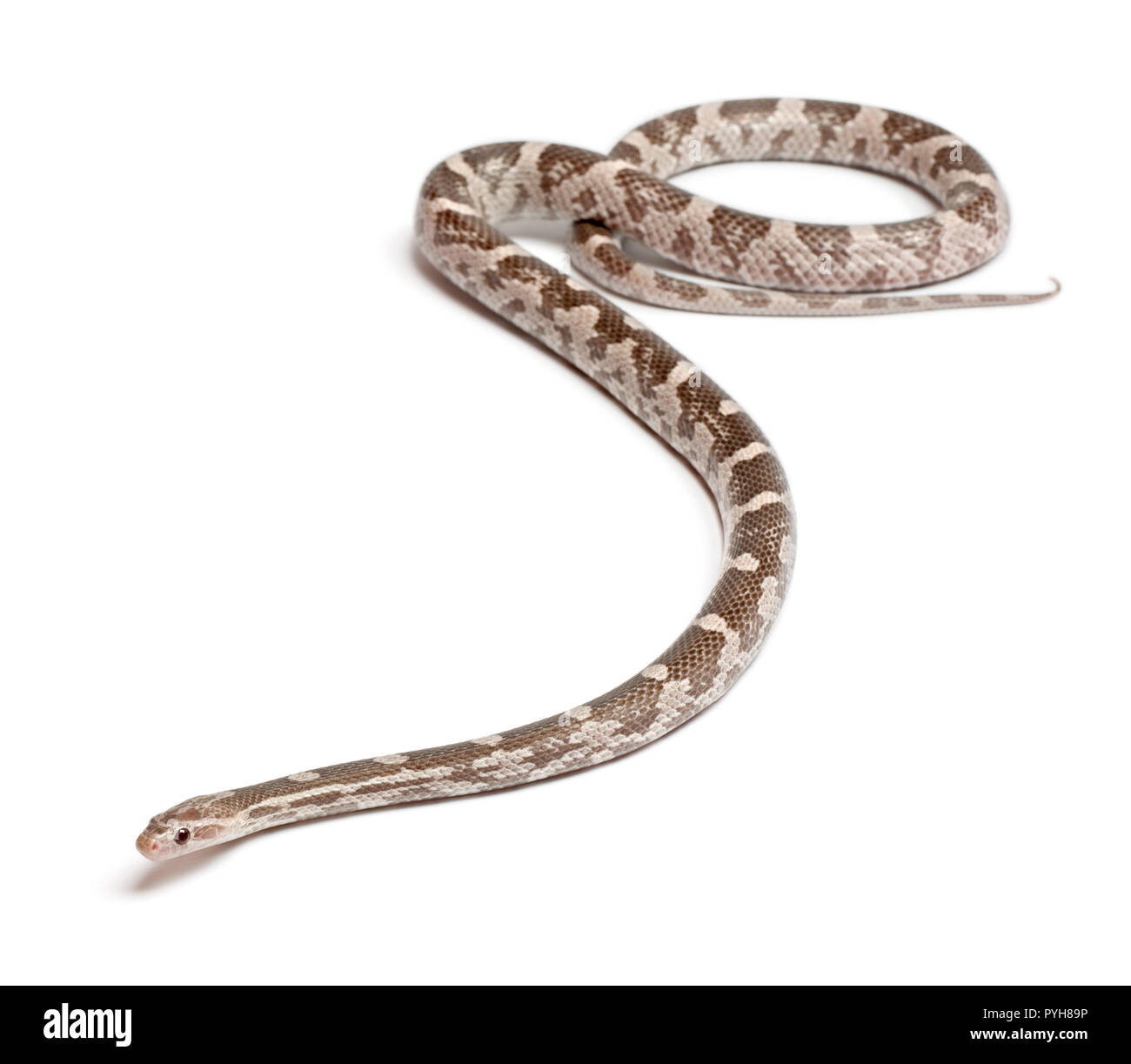 Lavendel Mais Schlange oder Rote Ratte Schlange, Pantherophis guttatus, vor weißem Hintergrund Stockfoto