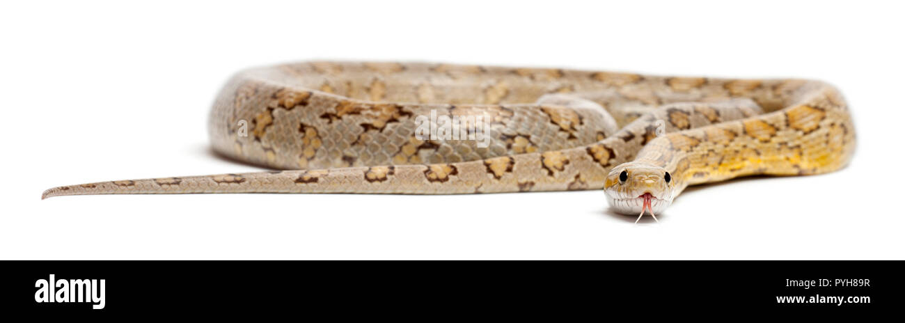 Amber Corn Snake, Pantherophis guttatus, vor weißem Hintergrund Stockfoto
