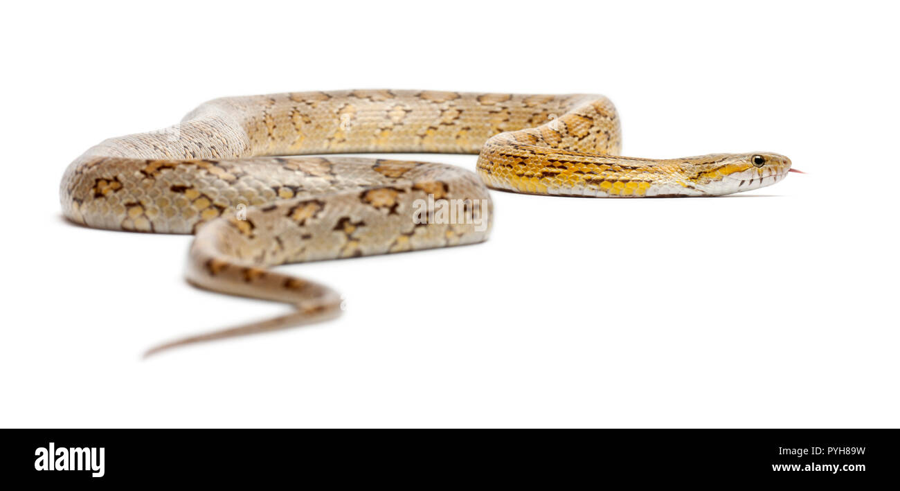 Amber Corn Snake, Pantherophis guttatus, vor weißem Hintergrund Stockfoto
