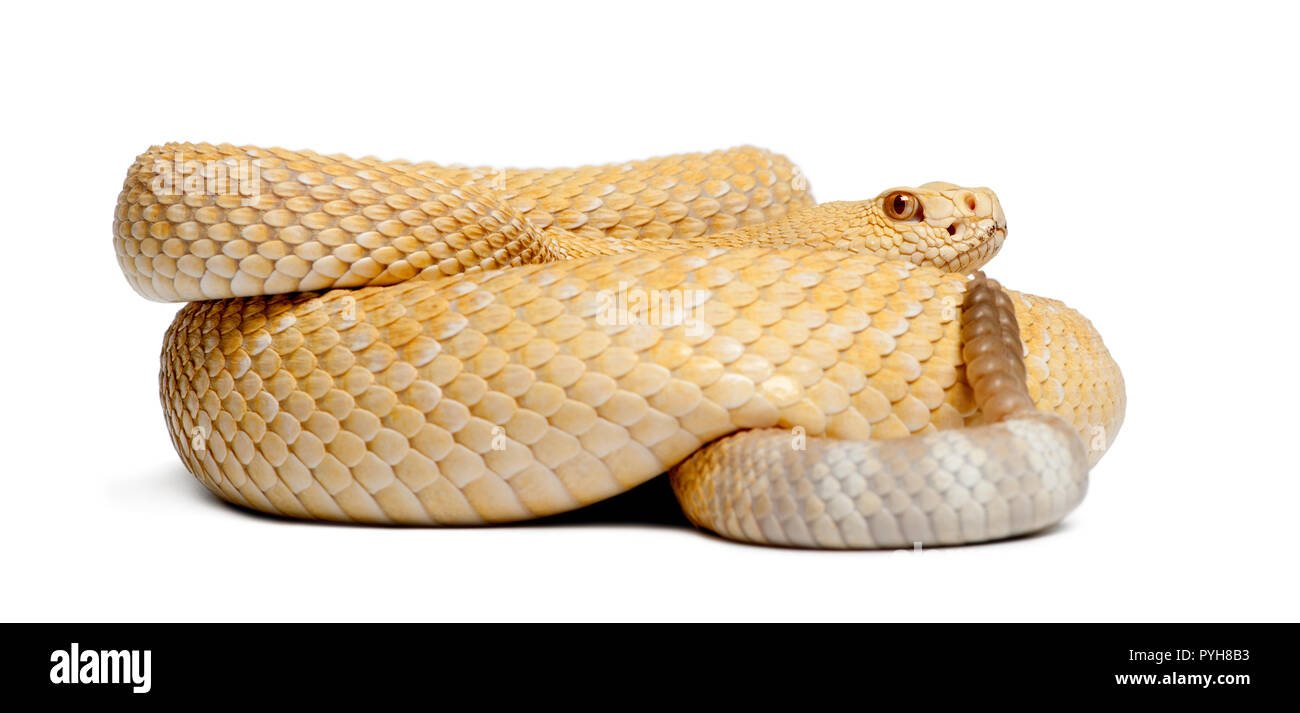 Albinos western Diamondback rattlesnake - Crotalus atrox, giftige, weißer Hintergrund Stockfoto