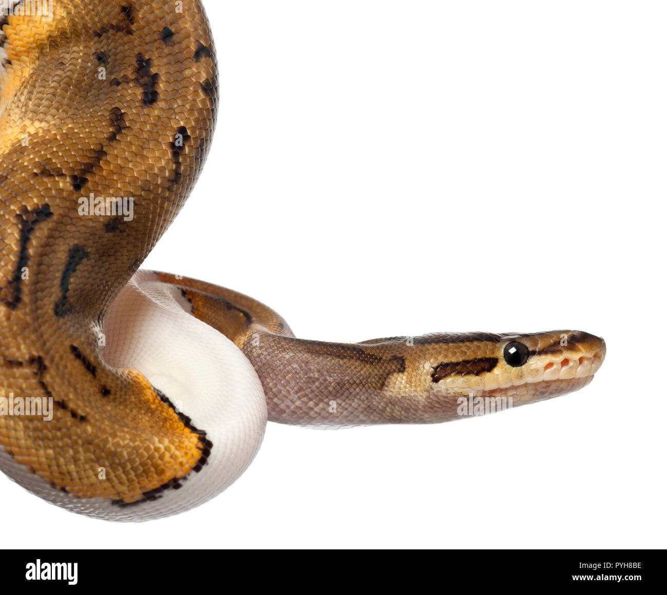 In der Nähe der weiblichen Nadelstreifen Pied Royal python, ball Python, Python regius, 14 Monate alt, vor weißem Hintergrund Stockfoto