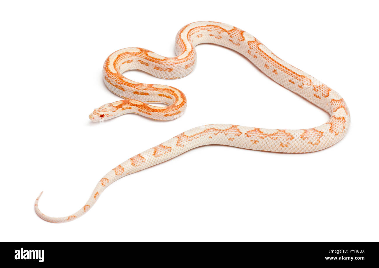Candy Cane Corn Snake oder Rote Ratte Schlange, Pantherophis guttatus, vor weißem Hintergrund Stockfoto