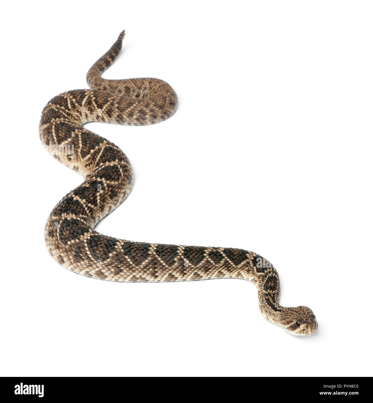Östlichen diamondback rattlesnake - Crotalus adamanteus, giftige, weißer Hintergrund Stockfoto