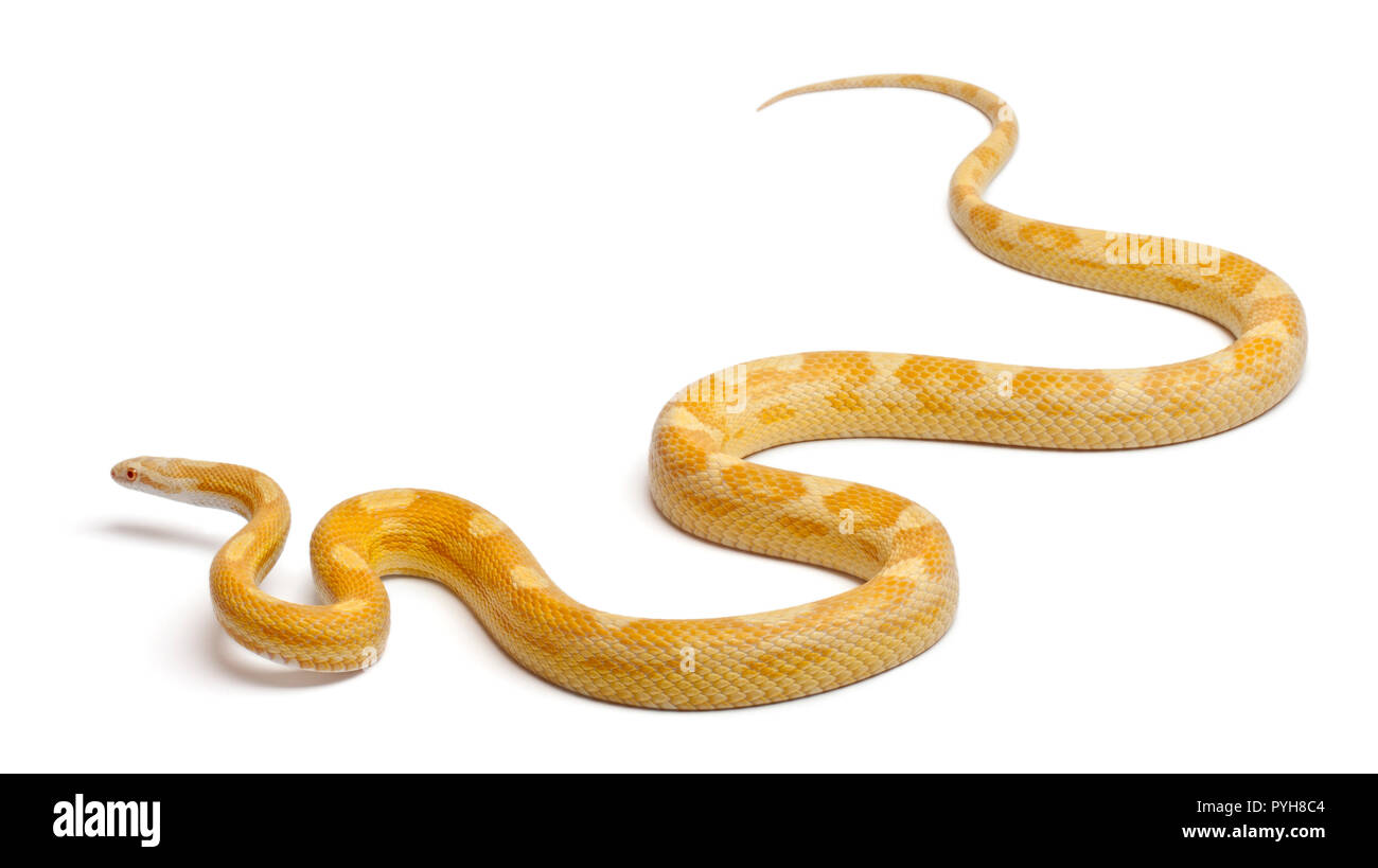 Butter mothley Corn Snake oder Rote Ratte Schlange, Pantherophis guttatus, vor weißem Hintergrund Stockfoto