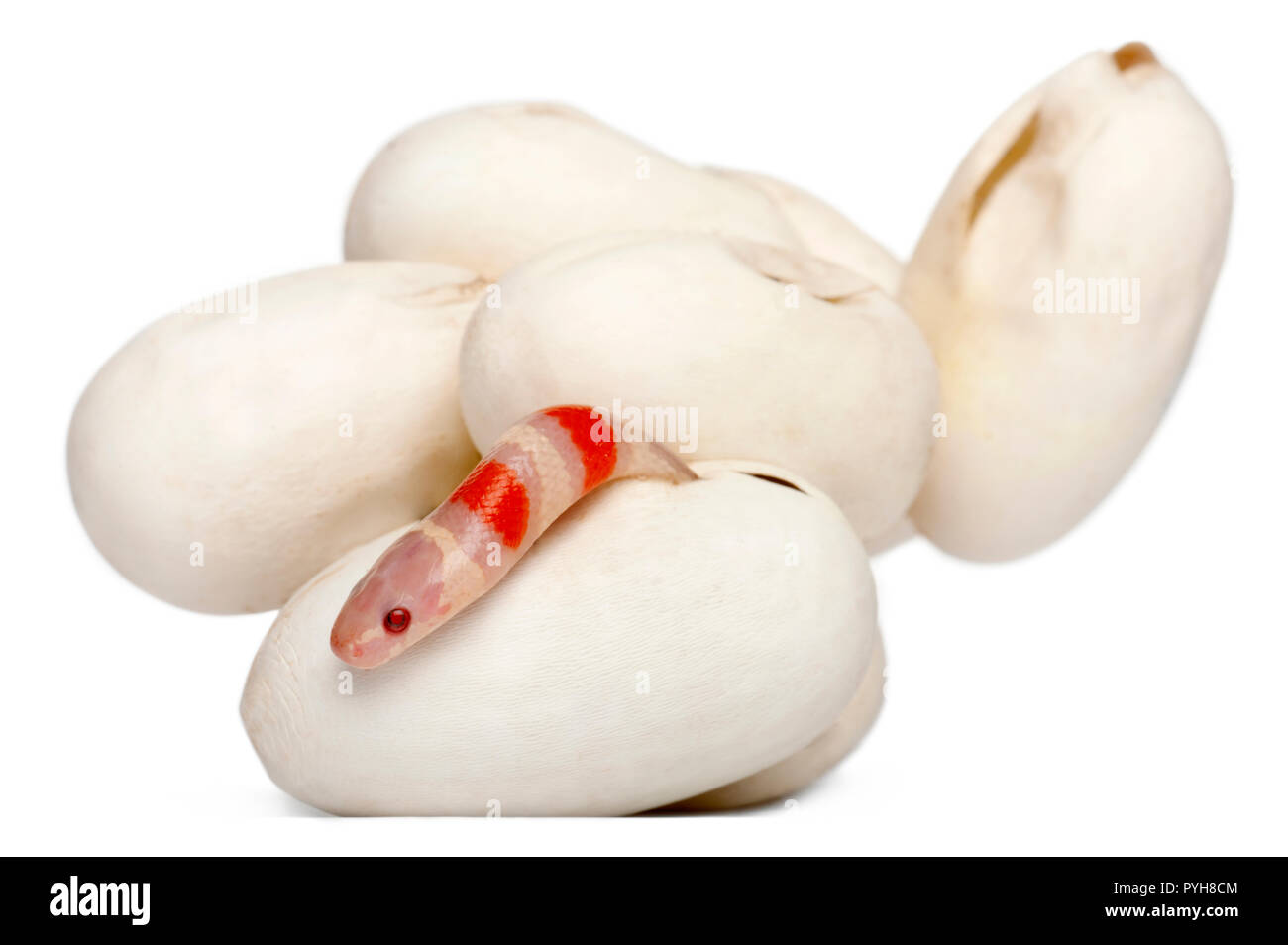 Hypomelanistische Milch Schlange oder Milksnake, Lampropeltis Triangulum Hondurensis, 1 Minute alt, vor weißem Hintergrund Stockfoto
