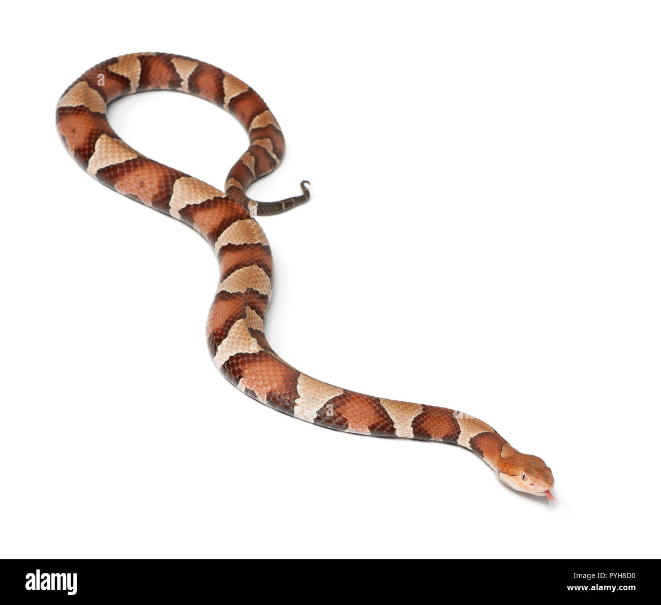 Copperhead snake oder Highland Mokassin - Agkistrodon contortrix, giftige, weißer Hintergrund Stockfoto