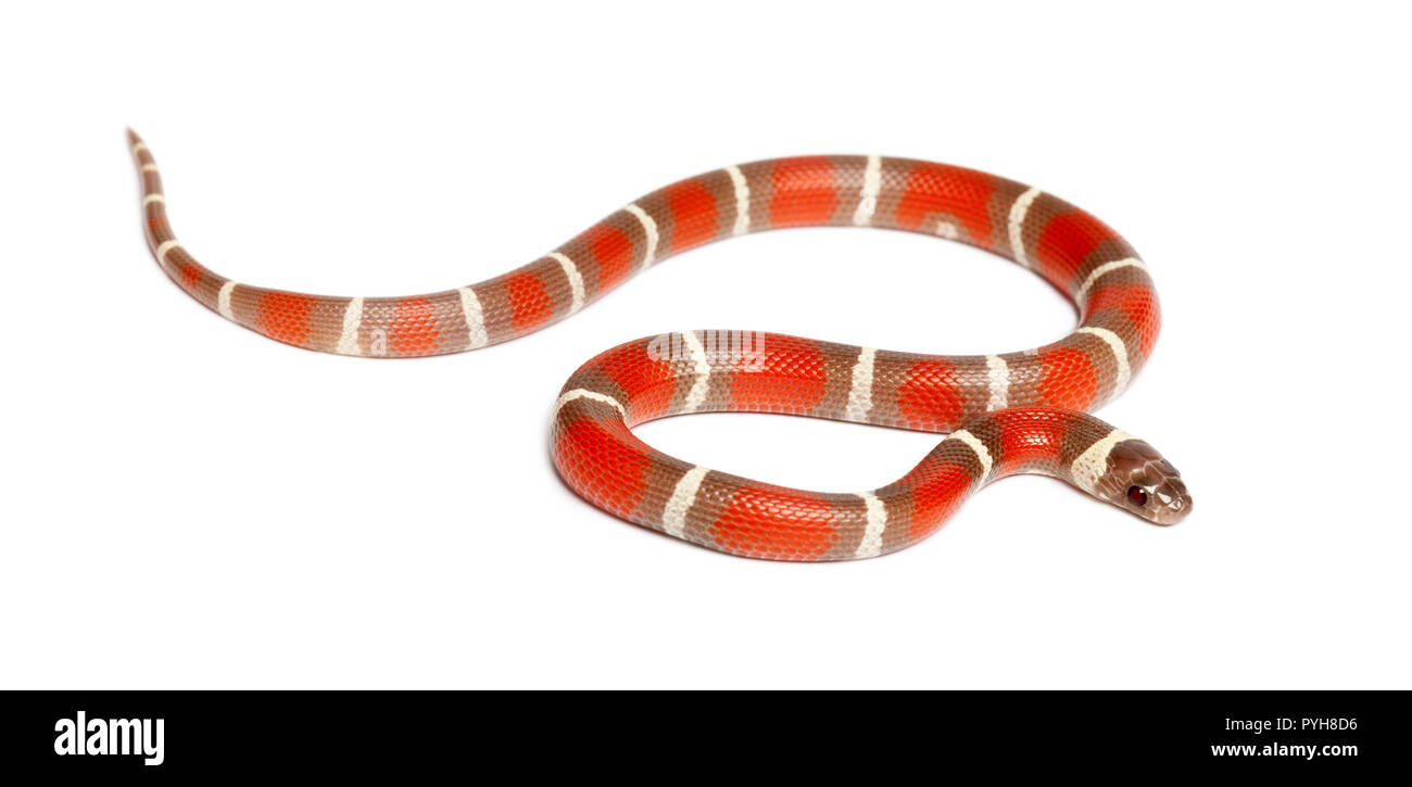 Milch Schlange, Lampropeltis triangulum nelsoni, vor weißem Hintergrund Stockfoto