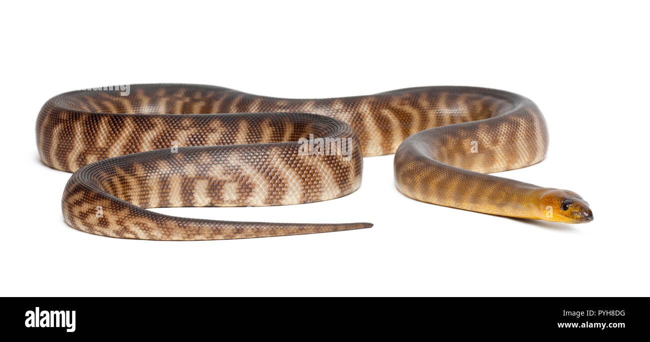 Python, Aspidites ramsayi, vor weißem Hintergrund Stockfoto