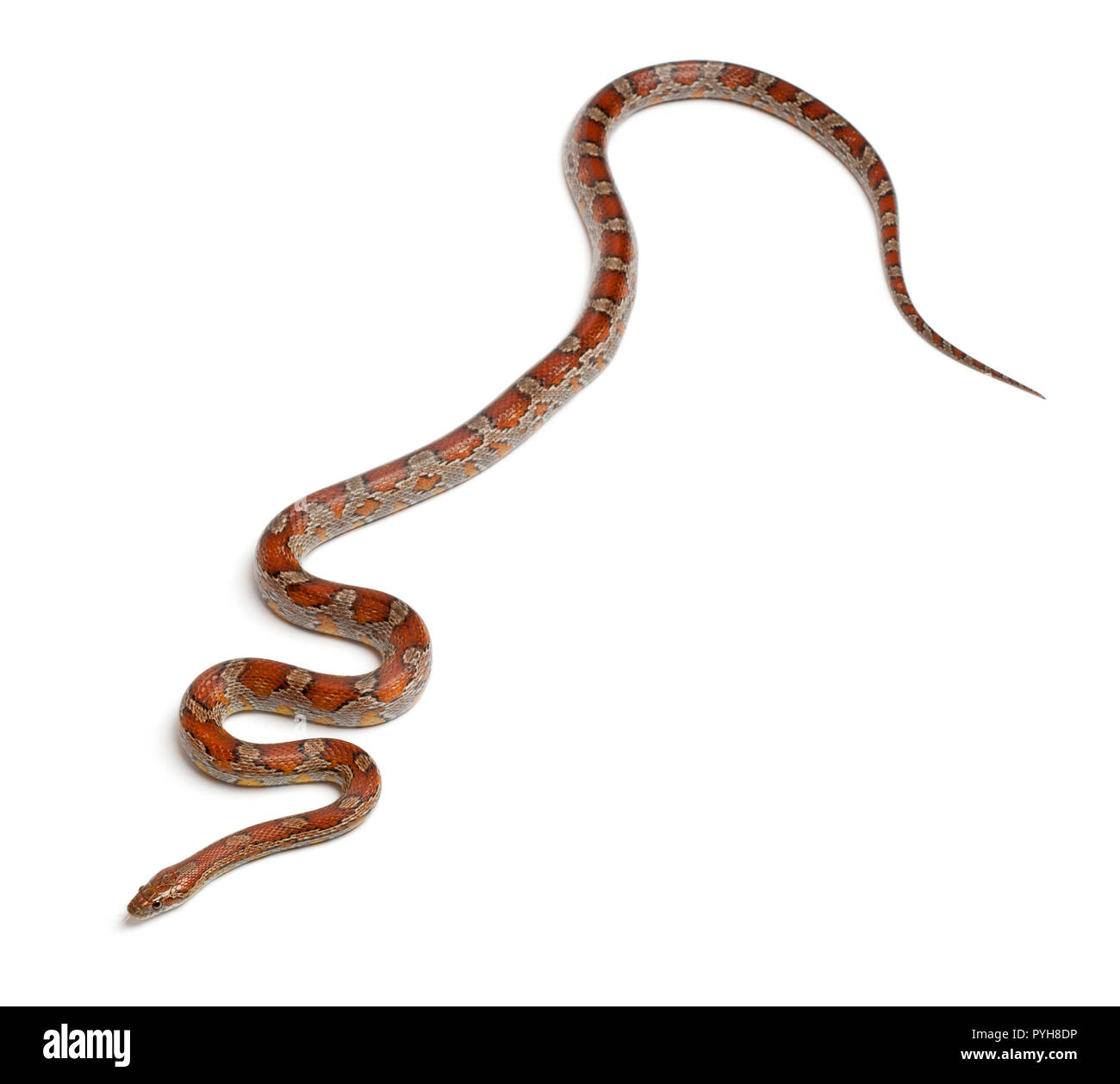 Miami Corn Snake oder Rote Ratte Schlange, Pantherophis guttatus, vor weißem Hintergrund Stockfoto