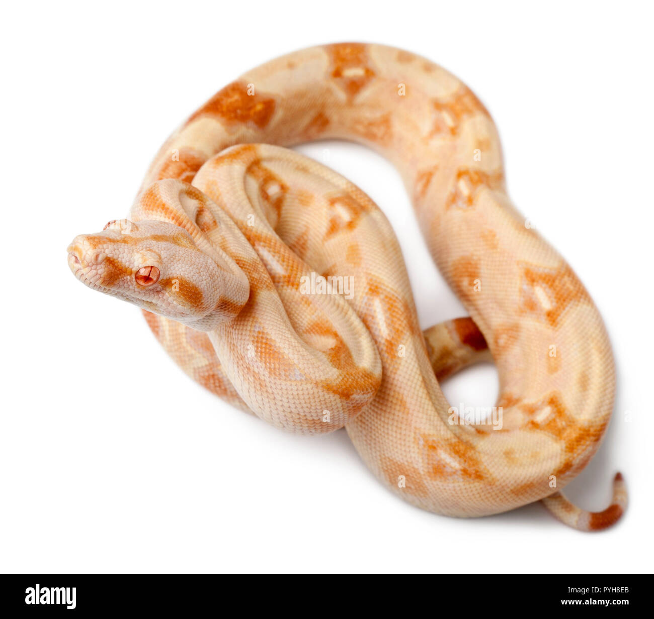 Albino Boa Constrictor, Boa Constrictor, 2 Monate alt, vor weißem Hintergrund Stockfoto